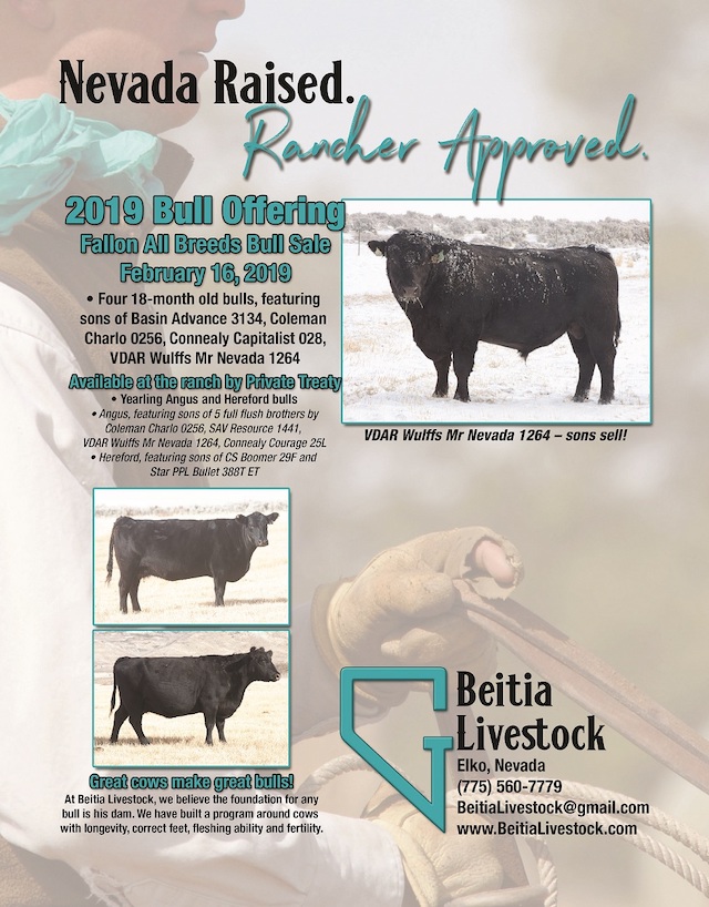Original Beitia Livestock 2019 bull offering advertisement