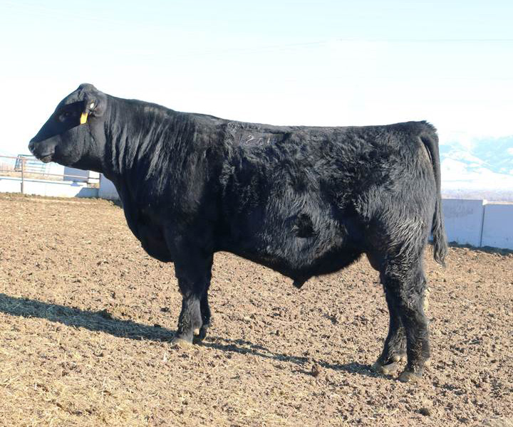 Beitia Livestock Angus herd sire