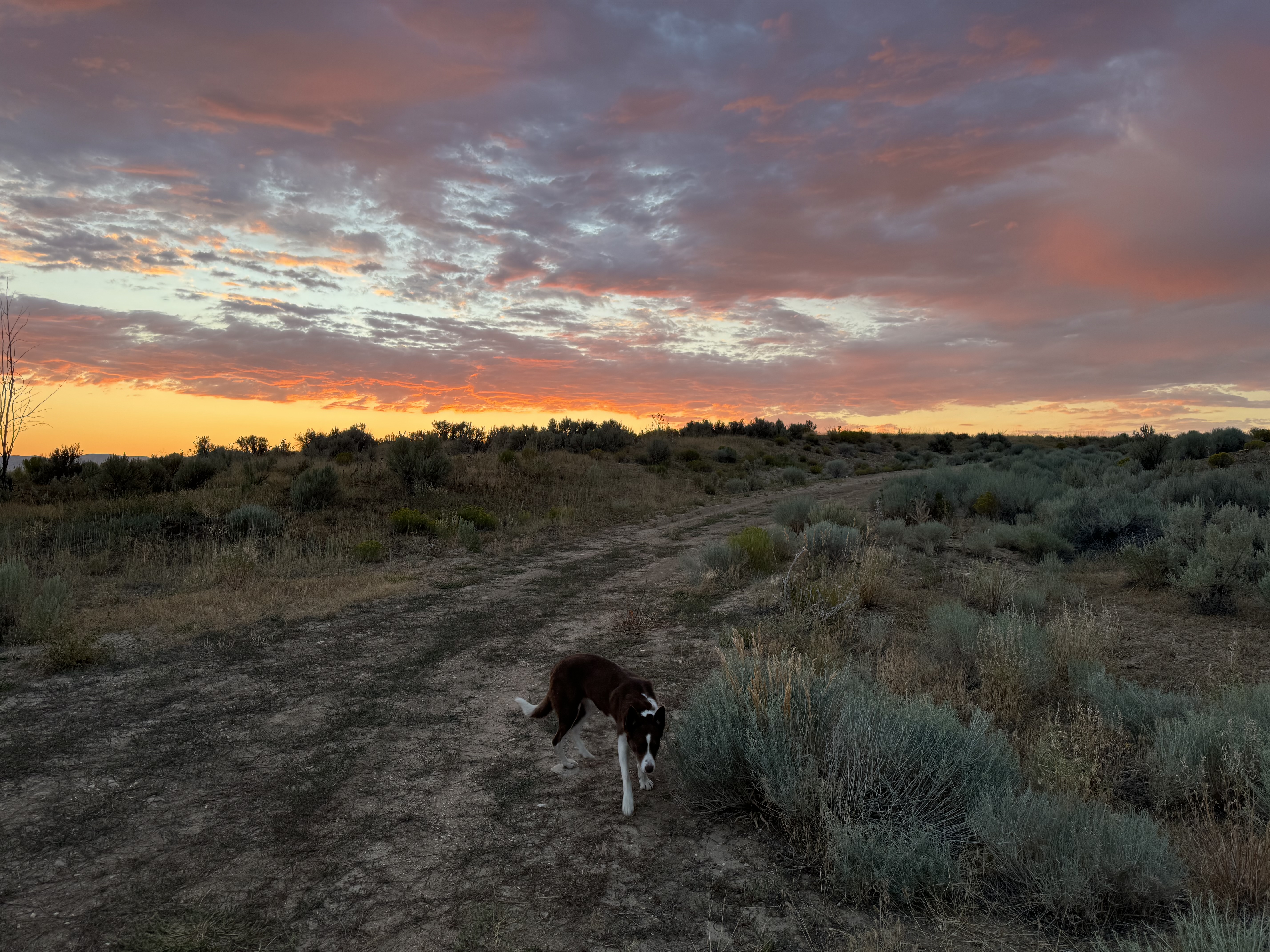 Sunset over the Nevada ranch with sagebrush and a working dog